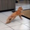 Breakdancingcat